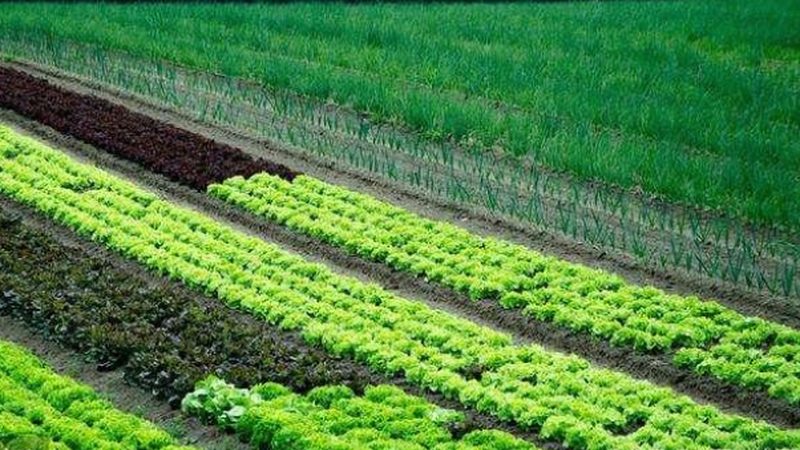 盐碱地变良田：揭秘提高盐碱地粮食产量的关键策略