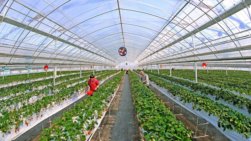 阳台蔬菜种植周期受到多种因素的影响，主要包括以下几方面：