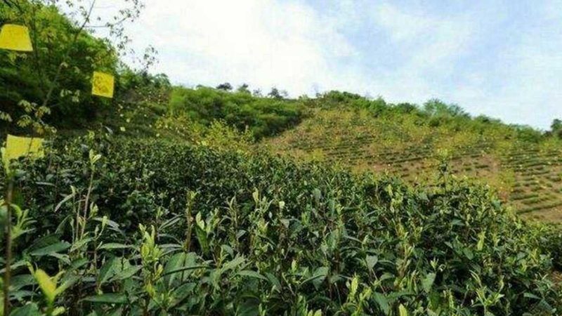 小规模农产品代加工：幕后力量，助力农业多元化发展
