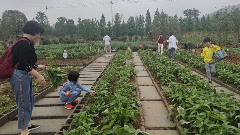 合作社分红方案：构建公平合理的利益分配机制