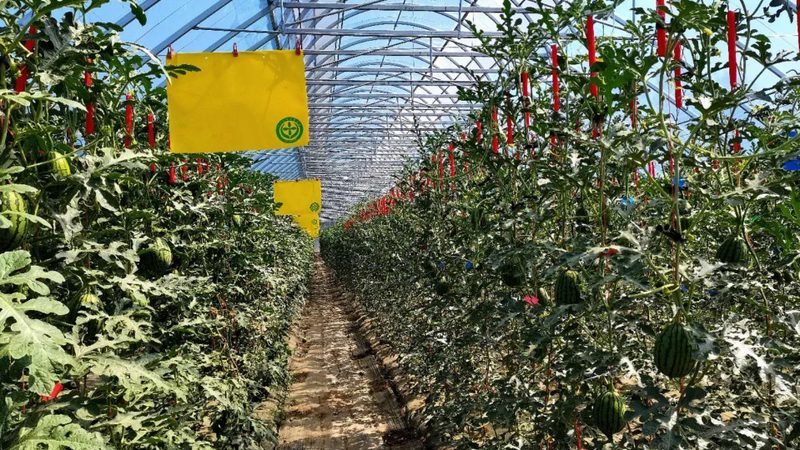 四川农业种植技术推广站代理政策解读：助力农业发展新篇章**